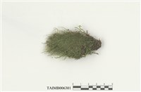 藏品(圓條棉苔)的圖片